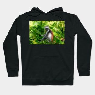 Red Colobus Monkey of Zanzibar Island, Tanzania Hoodie